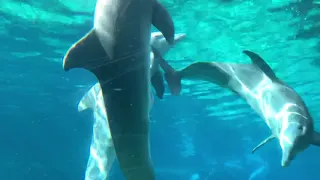 dolphin threesome