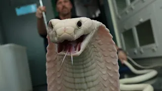 TRUTH ABOUT THE RAREST KING COBRA IN THE WORLD