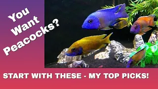 My 5 Top Picks - The Best Peacocks to Start Your African Cichlid Aquarium!