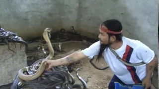 Man Selecting Cobras For Snake Show. Selection of snakes for the "snake show".Cobra SLAP