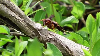 Metricus Paper Wasp (Polistes metricus) - Cleaning Up