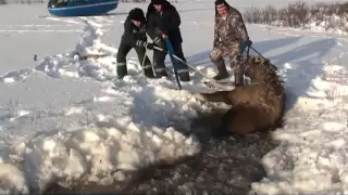 Спасение лосихи   Saving the moose