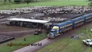 How Farmers Raise And Transport Millions Of Giant Cows in South Florida.- agricultural world