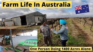 Farm Life In Australia | How One Person Can Do 1400 Acres Of Grapes? Life In Australia |
