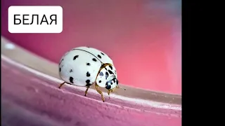 Самые распространённые виды божьих коровок 🐞🐞🐞🐞