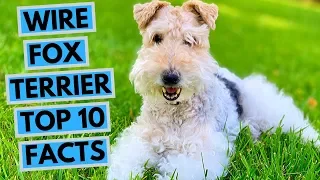 Wire Fox Terrier - TOP 10 Interesting Facts