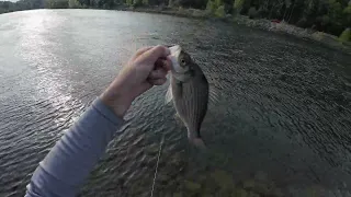 After Work White Bass