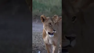 Lion Cubs Playing In The Safety Of Mom #shorts #shortsvideo #wildanimals #youtubeshorts #lion