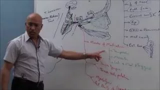 Trigeminal System - Neuroanatomy