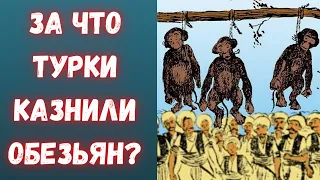 Почему казнили обезьян в Османской империи?