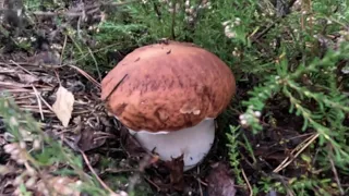 Грибная колея, осенние маслята и красавцы белые грибы