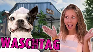 Großer BADETAG im Tierheim 🐶💧 Neue Waschstation 😍 Animal Shelter Simulator deutsch 🏠 Folge 19