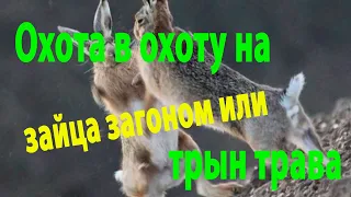 Первый снег на заячьей охоте. Загонная охота на зайца.