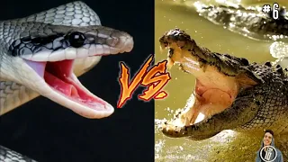 14 craziest animal fights caught on camera | Wild nature