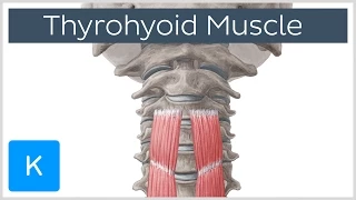 Thyrohyoid Muscle Origin and Insertion - Human Anatomy | Kenhub