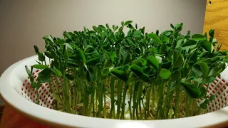 Hydroponic timelapse pea shoot growth days 7 through 9