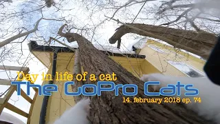 Cat with GoPro climbing on to a house : ep 74
