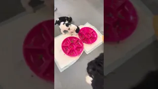 Puppies eating their first solid foods