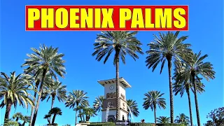 PHOENIX PALMS | How to Identify the Different Species | Tropical Plants