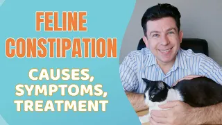Feline Constipation - Everything you need to know
