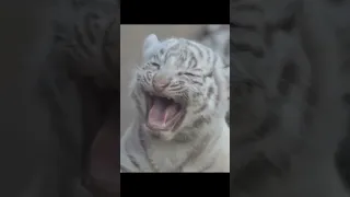 Beautiful Rare White Tiger Cub | Nouman Hassan |