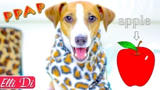 PPAP - Pen Pineapple Apple Pen | DOG Jina sings Puppy Dog | Elli Di Pets