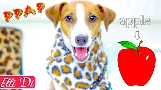 PPAP ПАРОДИЯ СОБАКА ДЖИНА ПОЁТ  | Elli Di Pets