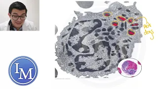 Histología | Sistema circulatorio | Sangre