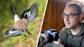 Birds in Flight Photography - How to Photograph Jays in Flight (Canon R6)