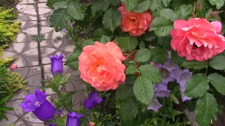 Цветущая роза Вестерленд в вашем саду.