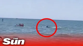 Terrified tourists flee Spanish beach as fin from small whale causes 'shark panic'