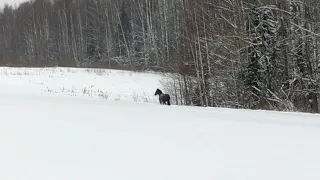 Лошадь целый месяц живёт в лесу. Одичавший жеребец ищет пропитание под снегом. ХОЗЯИН ОТЗОВИСЬ..