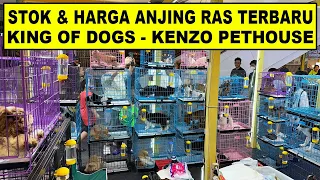 Cek Stok & Harga Anjing Ras Terbaru Di Raja Anjing Kenzo Pet House