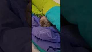 Залез в сложеное одеяло и спит