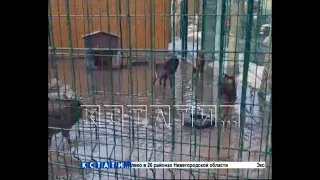 Волки в Балахнинском зоопарке из-за паводка из млекопитающих превратились в водоплавающих