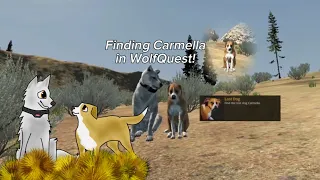 Lost and found? - Finding Carmella in WolfQuest Anniversary Edition! | SnowDayPlay
