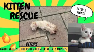 Kitten rescue before and after | oh no! look how this kitten was crying for help