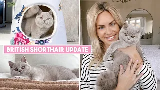 BRITISH SHORTHAIR KITTEN UPDATE 5 MONTHS OLD | WHAT YOU SHOULD KNOW AND WHY YOU SHOULD GET ONE