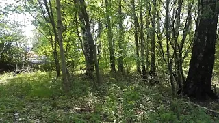 Бэмби в лесу