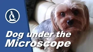 🔬 050 - How I put a DOG under the microscope - well almost! | Microscopy