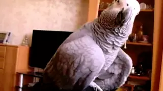 Я тебя укушу! African grey parrot, papagei, żako, Жако Кима ....