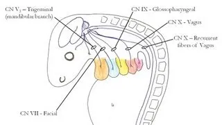 Medical Embryology - Development of the Pharyngeal Arches
