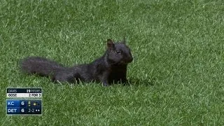 Squirrel prompts 'paws' in action at Comerica