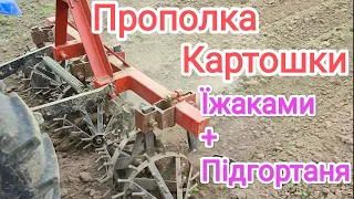 Прополка Картоплі їжаками, одночасно і підгортаня!!!