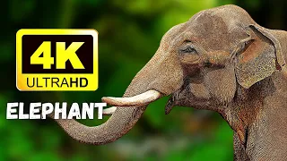 Ultimate Wild Animals Collection & Elephant in 4K ULTRA HD