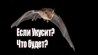 ЧТО БУДЕТ ЕСЛИ ЧЕЛОВЕКА УКУСИТ ЛЕТУЧАЯ МЫШЬ ?