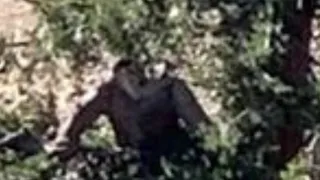 SoCal Bigfoot Footage 2020