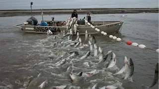 Amazing Big Fishing Catching Skill, Gill Net Fishing on The Sea, Too Many Fish! Catching Tuna