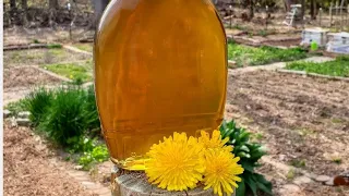 Dandelion Syrup | How to Make Dandelion Syrup | Dandelion Syrup Recipe | Homestead Recipes