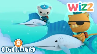 @Octonauts - Underwater Greyhound Racing | Full Episode | Cartoons for Kids | @Wizz